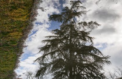 C’est quoi ta forêt – vers une traversée sensorielle et poétique du paysage quotidien (2024 – 2025)